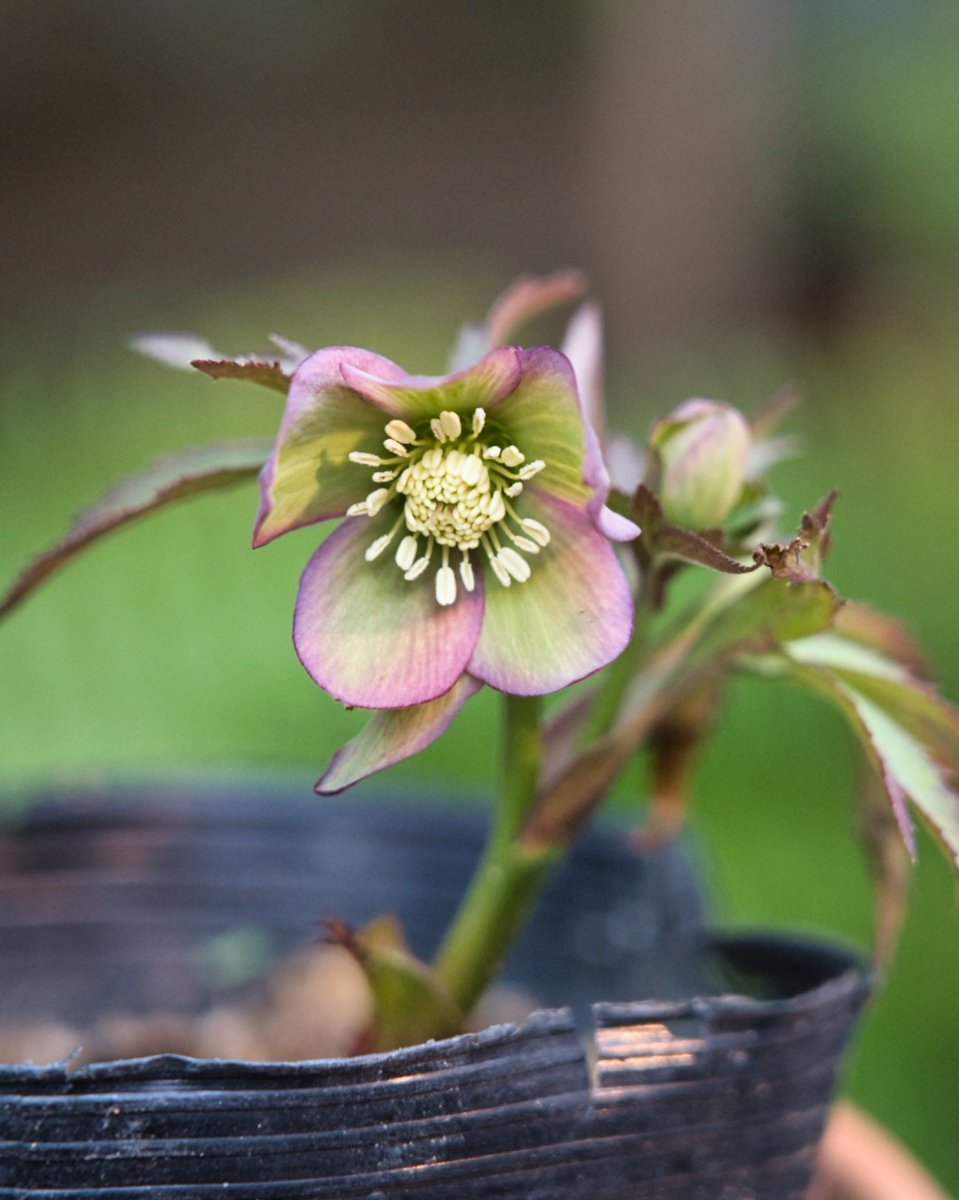 音ノ葉 音ノ葉 クリスマスローズフェア 松浦園芸 のクリスマスローズの原種を2月日 土 より販売します たくさん有ります T Co Tik3hxahzf 文京区 園芸店 音ノ葉 クリスマスローズ 松浦園芸 T Co Ydvvypu3lr