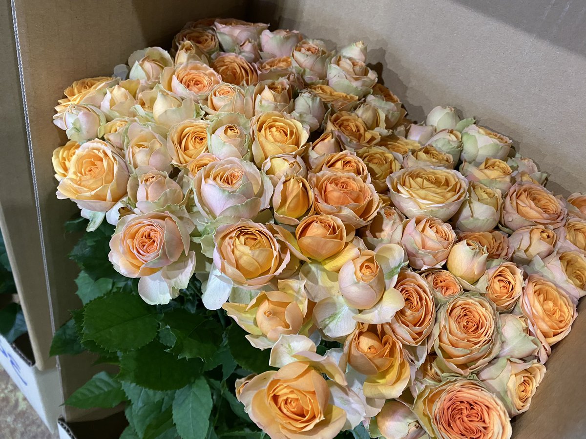 株式会社山形フラワーセンター 本日 画像の花たちは街にくり出します 何処かのお花屋さんに 山形フラワーセンター 山形花屋 山形県 秋田県 宮城県 福島県 岩手県 青森県 東北 日本 Japan 街 花 花が好き 花が好きな人と繋がりたい
