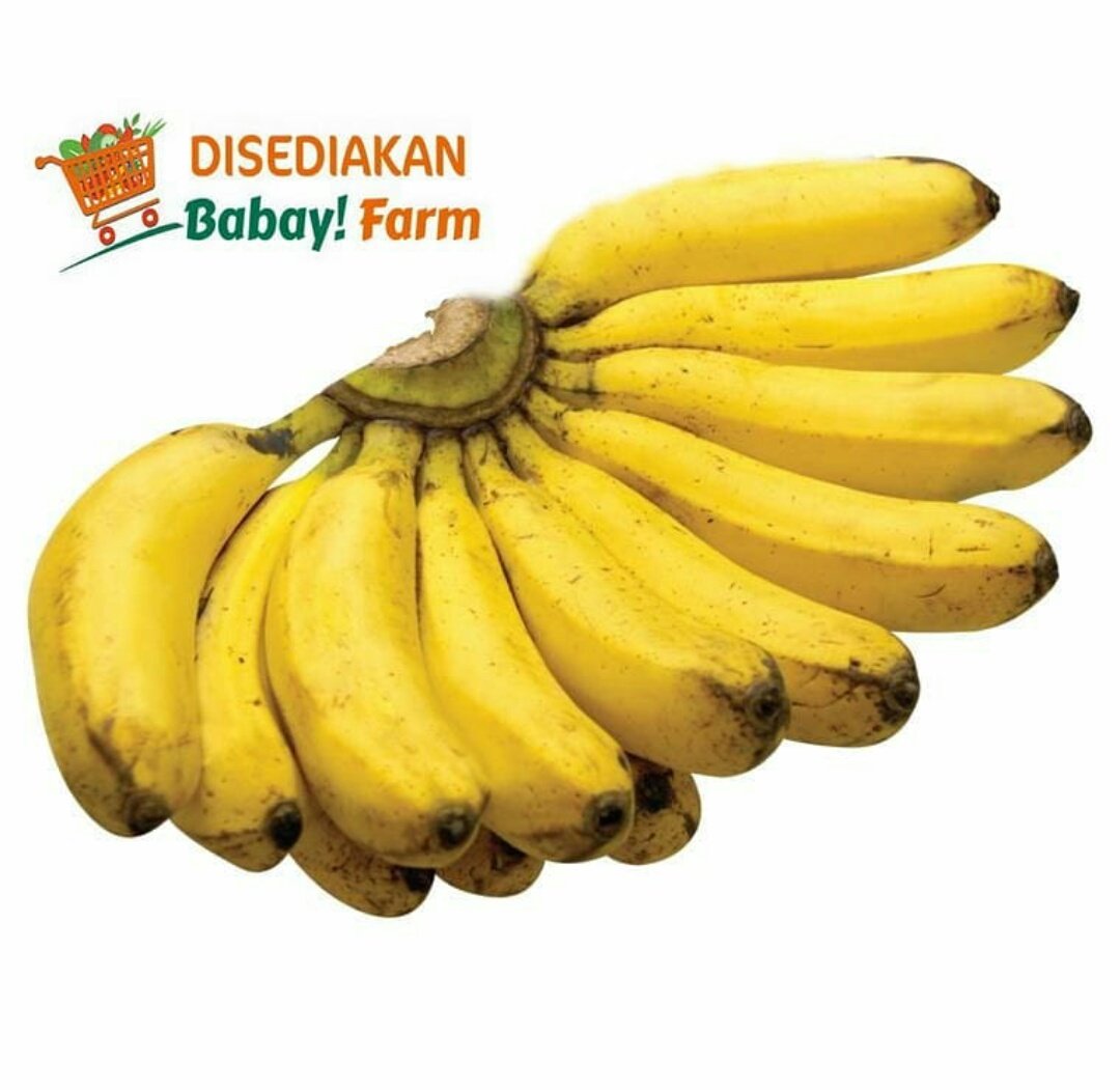 BabayFarm's tweet image. Siapa yang belum pernah makan #pisangsusu?? 

Citarasa si mungil pisang susu ini daging buahnya putih, manis, dan terdapat sensasi creamy layaknya susu. 

Penasaran seperti apa rasanya? 
Yuk pesan sekarang juga! 
s.id/Blibli_pisangs…

#pisangsusu #babayfarm #pisangmurah