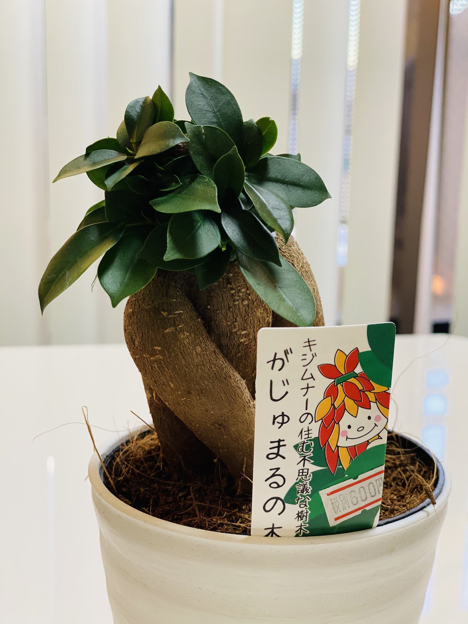 はるね 夜遊びどうでしょう 観葉植物のこと呟いてから だいぶ経ちました E ずっと探してたのよ 健康で形がキレイでちょうどいいサイズのこを やっと見つけた かわいいでしょかわいいでしょ ふふふ 観葉植物 南東には葉が丸い