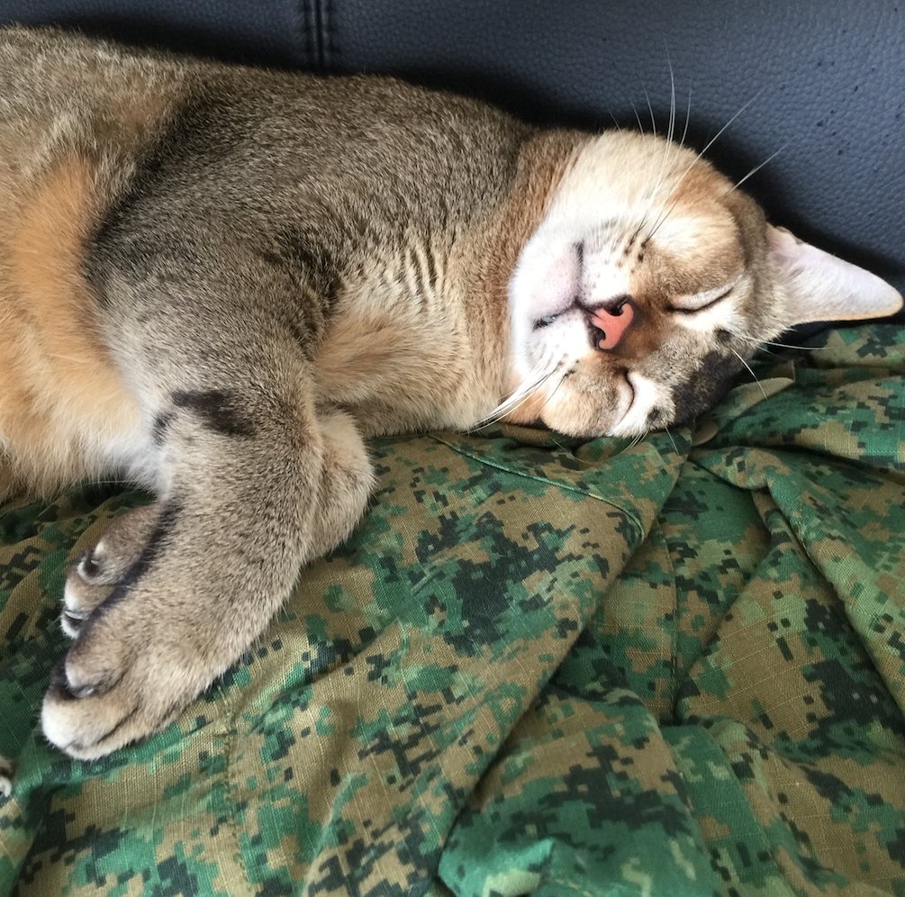 army cat