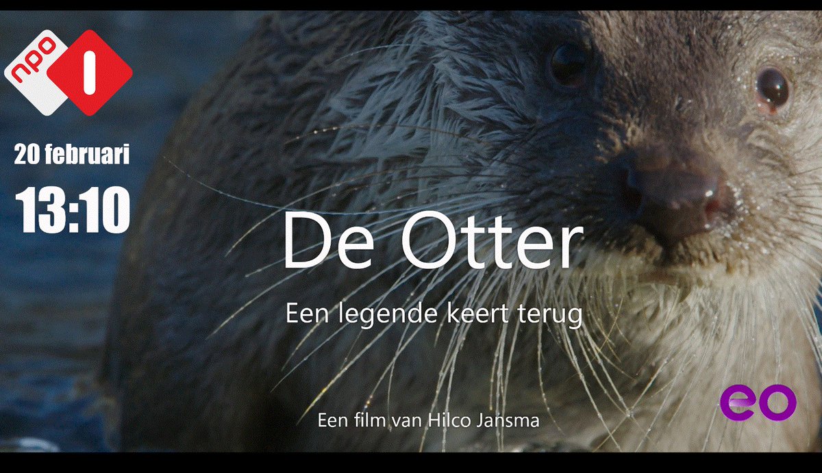 'De otter, een legende keert terug’ wordt komende zaterdagmiddag herhaald!! 20 februari op #NPO1 om 13.10 uur.   2021 #jaar van de #otter #TV #EO #Nederland  
Met veel plezier hebben we de totstandkoming van deze prachtige film ondersteund!