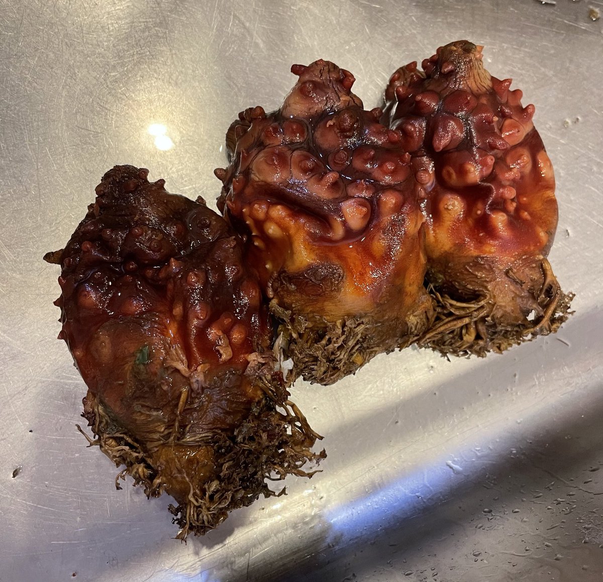 mi_miyakan's tweet photo. 爺ちゃんにホヤ捌ける女は宮城でモテるぞって言われて覚えさせられたんだけど絶対騙されてるよね https://t.co/CwhawDIn3w
