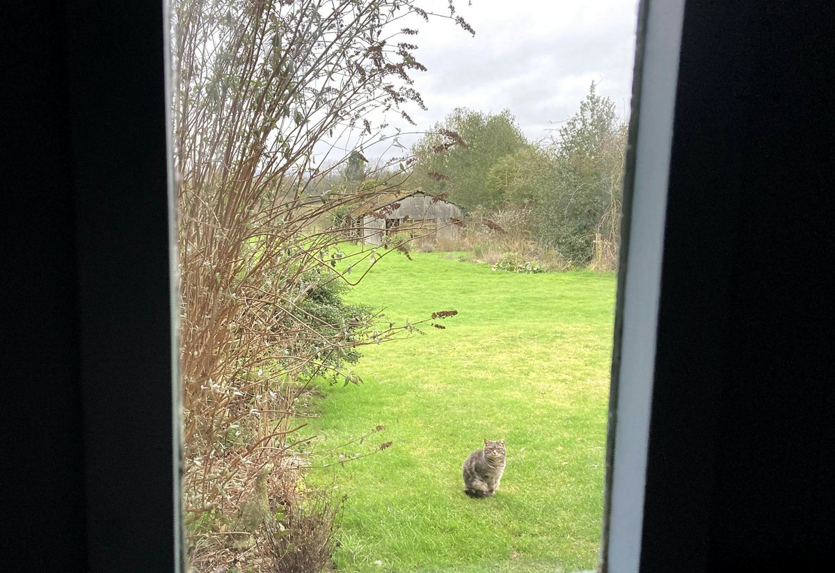 HillFarmBnB's tweet photo. Our backdoor has a small window in it, I'm a little late heading downstairs today so when I glance out puss is sitting ... waiting ... her paw is raised almost as if she's looking at an invisible watch! #breakfastplease #CatsOfTwitter #Derbyshire https://t.co/G0AUG9yH6N