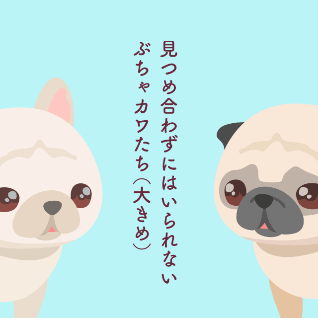 ポケコロインフォ部 コロニーでもうるうるおめめから目が離せない ポケコロ アートフェスタ ぶちゃかわ犬 パグ フレブル