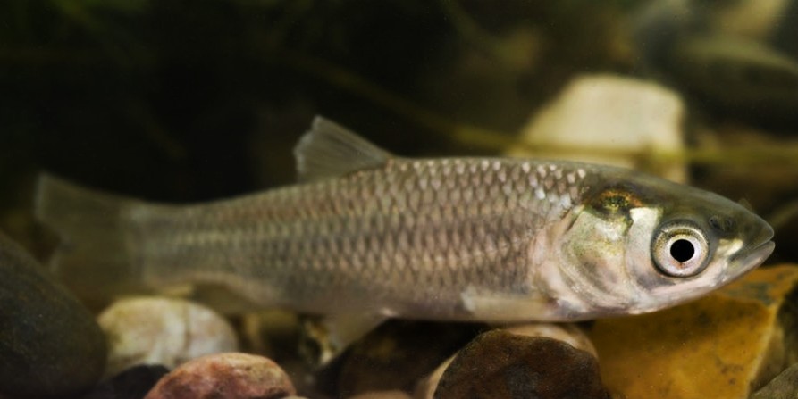 Canal & River Trust Fisheries tweet media