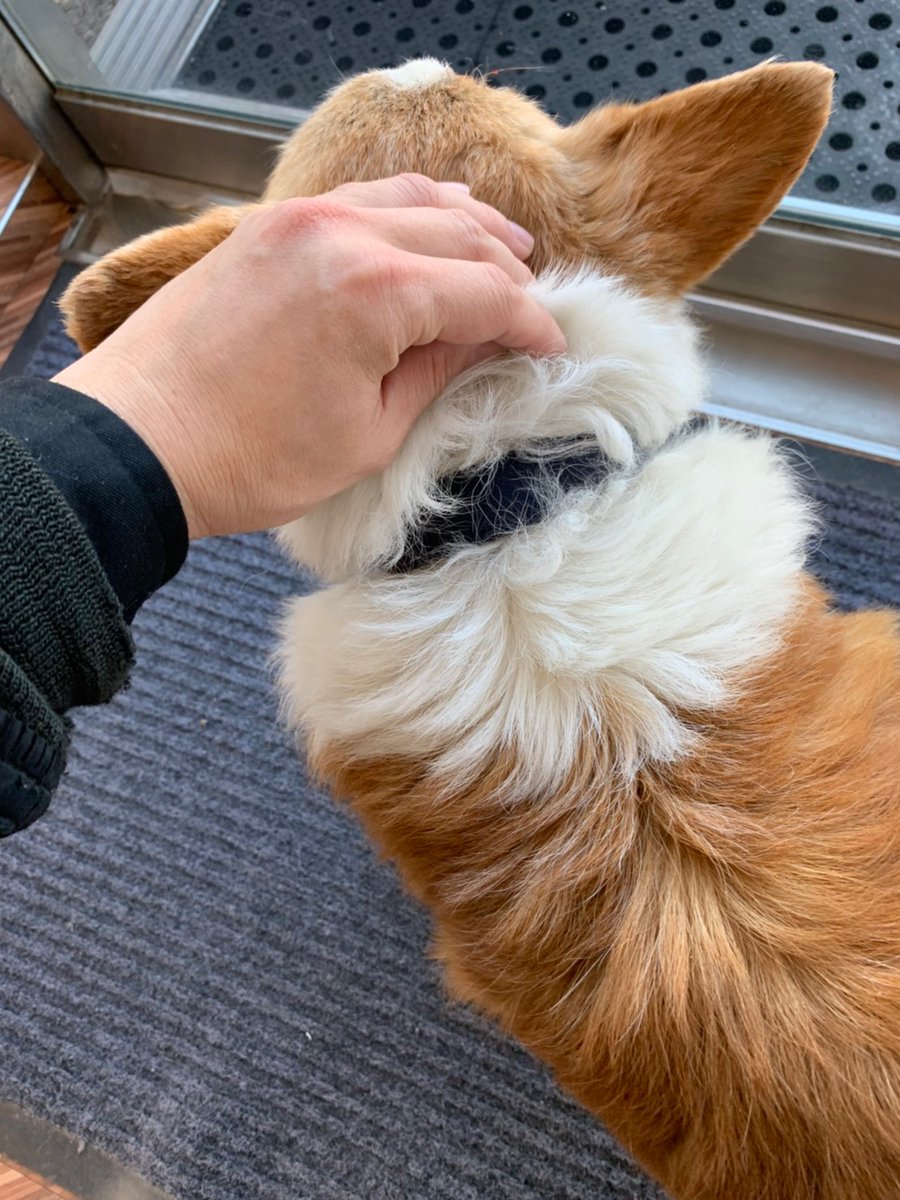 runatann0121's tweet photo. 拡散希望‼️今日のお昼にじごろ、国道30号線の長滝駅から和歌山へ向かった付近で、迷い犬のコーギーを保護しました。今は泉佐野警察で保護されています。この子を知っている方、飼い主さん連絡してください。お家に帰れますように願っています。泉佐野警察07244641234 https://t.co/zbRD4JLmsl