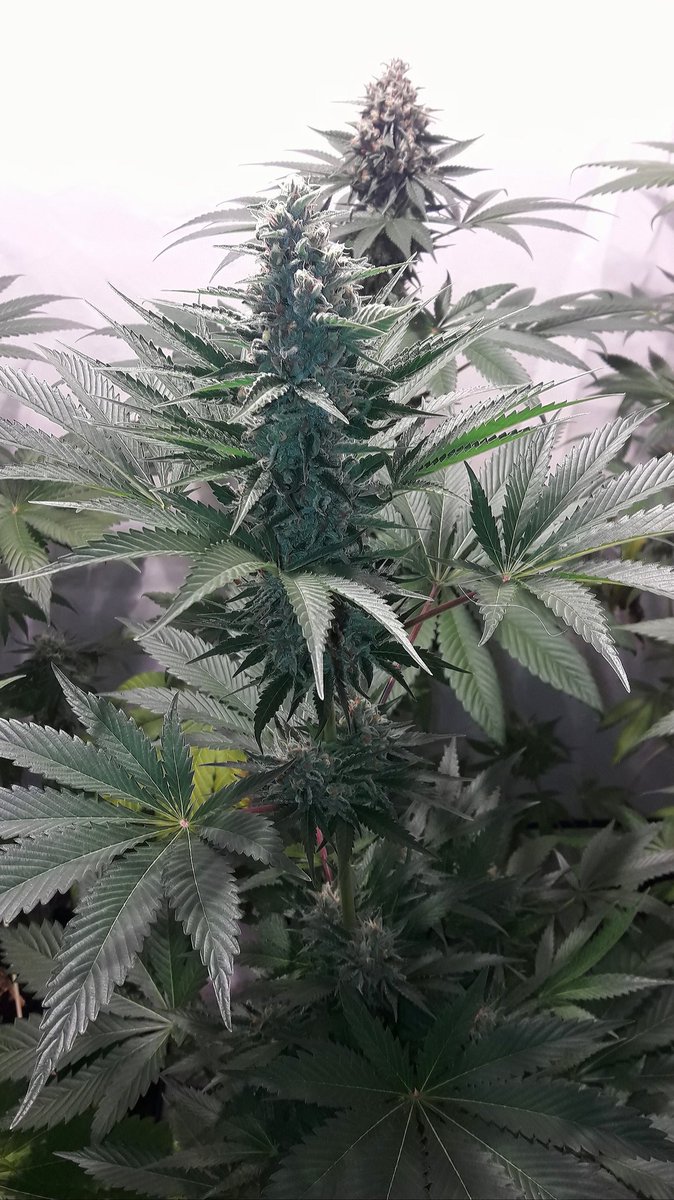 AdrycManellson's tweet photo. Muy Weed Día Verde Mundo,
#WildWave, #NuevosProyectos con @GreenbudSeeds,#CultivosPasados en #AdrycsCove, Mi Hada @INMAQ16 con @IntKannabia, #LaSofiJardinera @Sophie_MJ, @HempCropEs, la #Crew #AdrycManëllsonTesterTeam y yo, #SailingTheGreenSea,
Os Deseamos Sea todo Feliz.🧚♂️😎 https://t.co/pN3ypBFw3a