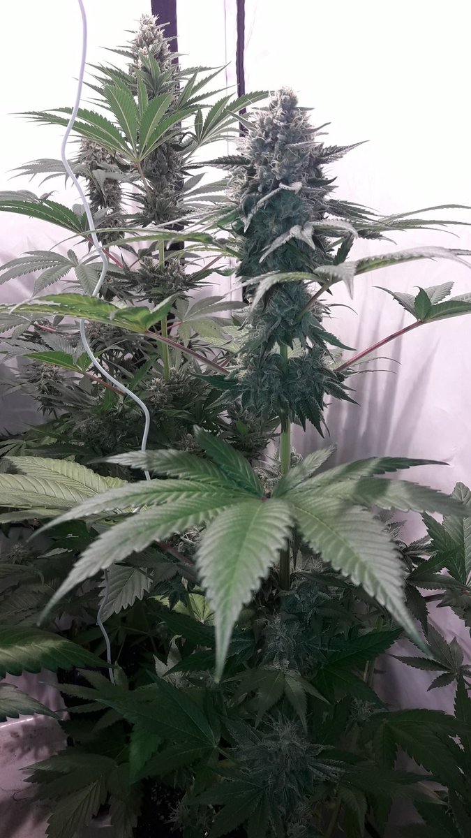 AdrycManellson's tweet photo. Muy Weed Día Verde Mundo,
#WildWave, #NuevosProyectos con @GreenbudSeeds,#CultivosPasados en #AdrycsCove, Mi Hada @INMAQ16 con @IntKannabia, #LaSofiJardinera @Sophie_MJ, @HempCropEs, la #Crew #AdrycManëllsonTesterTeam y yo, #SailingTheGreenSea,
Os Deseamos Sea todo Feliz.🧚♂️😎 https://t.co/pN3ypBFw3a