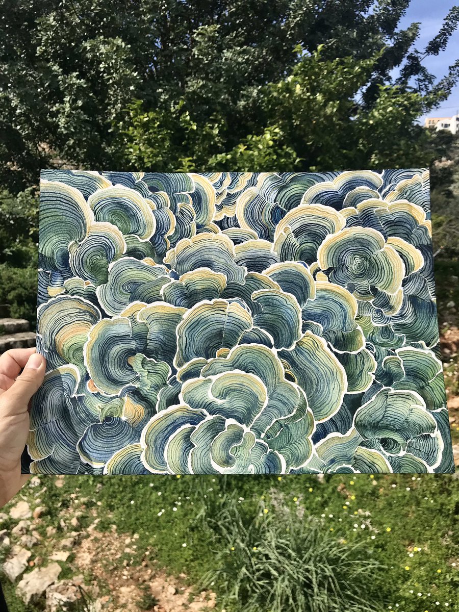 cecchetti_alex's tweet photo. The Universe is a fruit of sound. It expands like a mushroom, like the sea, with waves. My grandma was used to say: if you find one there are surely more. CasaBalla from Home To Universe and Back, MAXXI Museum Roma, @museomaxxi Trametes Versicolor, watercolor, Alex Cecchetti 2021 https://t.co/IMVPsBhjsC