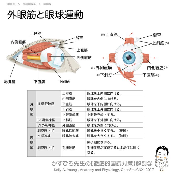 上眼瞼挙筋のtwitterイラスト検索結果 古い順 上眼瞼挙筋のtwitterイラスト検索結果 古い順