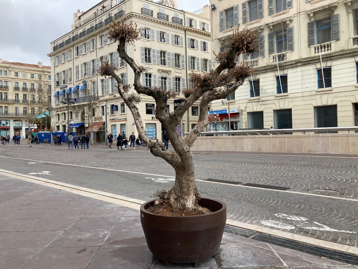 Hack4Nature's tweet photo. Marseille, en bas de la Canebière, arbres en peine ... https://t.co/gKJ4Zu0CiV