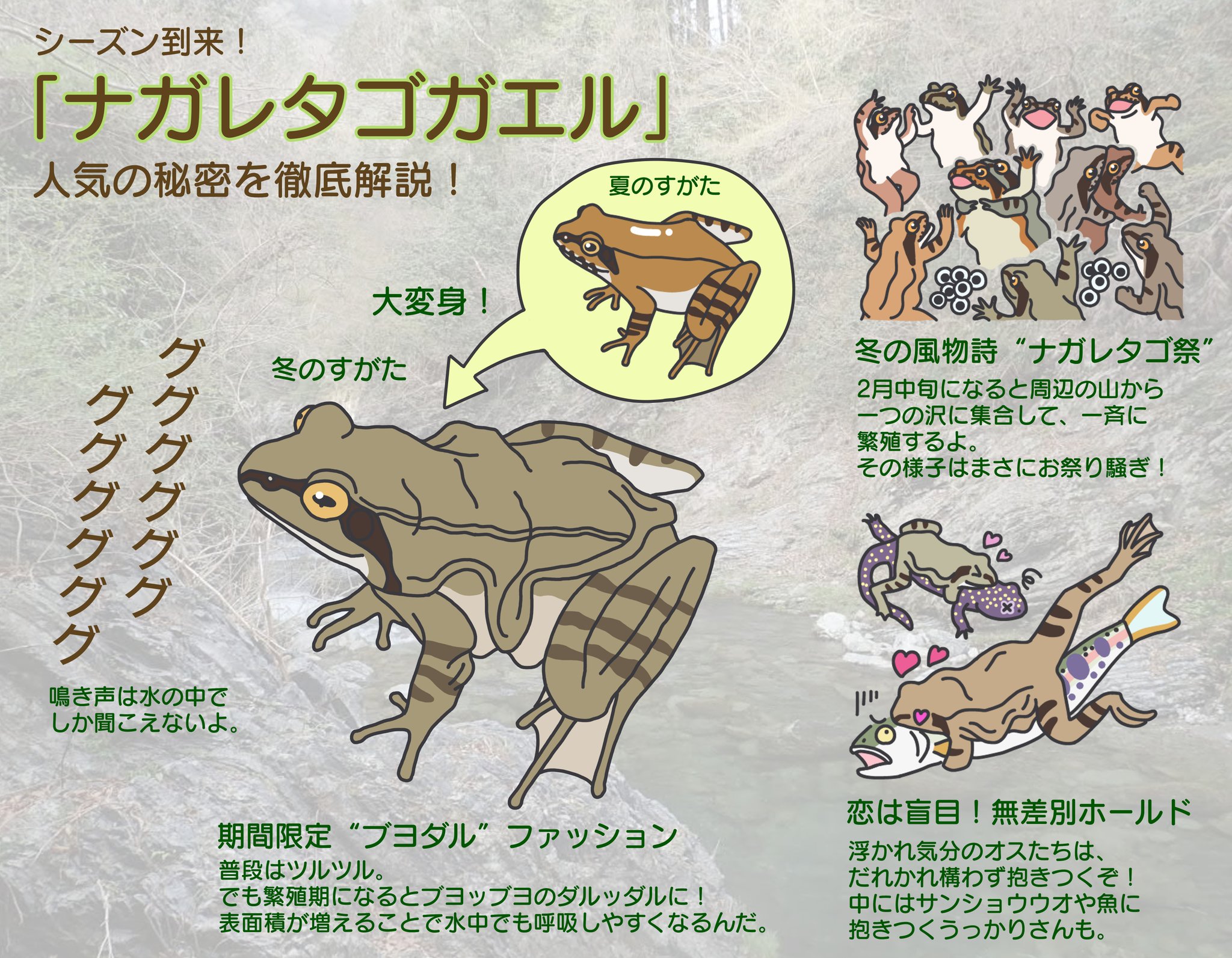 迫野 さこっち ゆるふわ生物学 Twitterissa 冬こそカエル観察 今がまさにシーズンのナガレタゴガエルについて図解しました ブヨブヨダルダルッ 迫野 さこっち ゆるふわ生物学 Twitterissa 冬こそカエル観察 今がまさにシーズンのナガレタゴガエルについて図解しました ブヨブヨダルダルッ