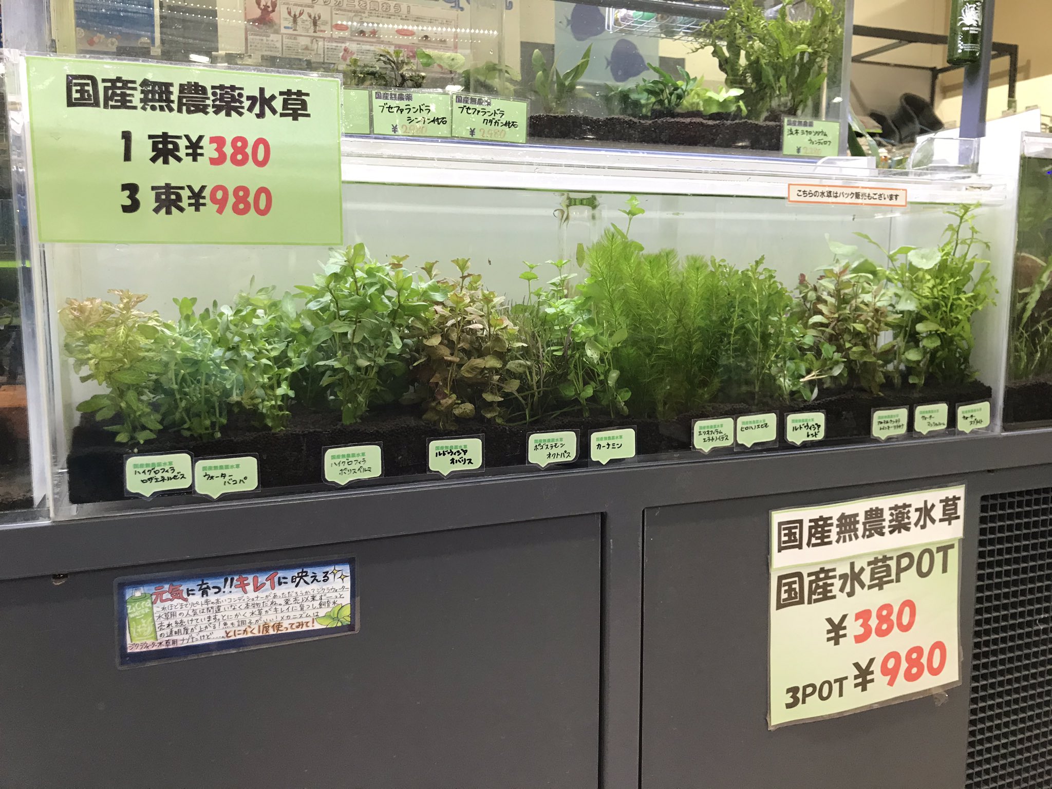 マナウス千葉みなと店 レイアウト向け水草各種入荷してます 有茎草各種 アヌビアス各種 エキノドルスグリーンフレームなど その他も色々在庫あります マナウス千葉みなと 水草レイアウト アクアリウム 千葉アクアショップ 稲毛海岸 千葉みなと