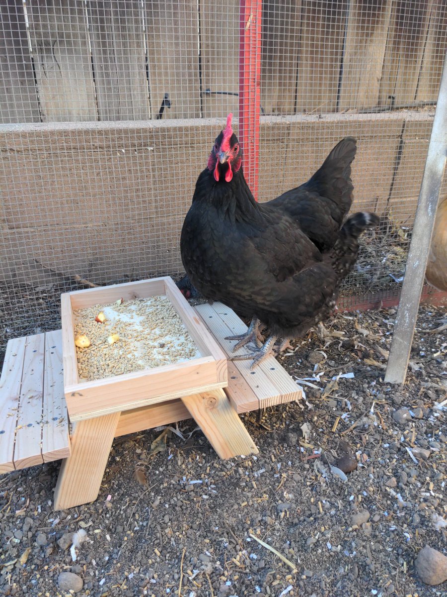 rethnor's tweet photo. What a cute and pepper chicken, eating and their very own picnic table!! https://t.co/dkJHokqQOs