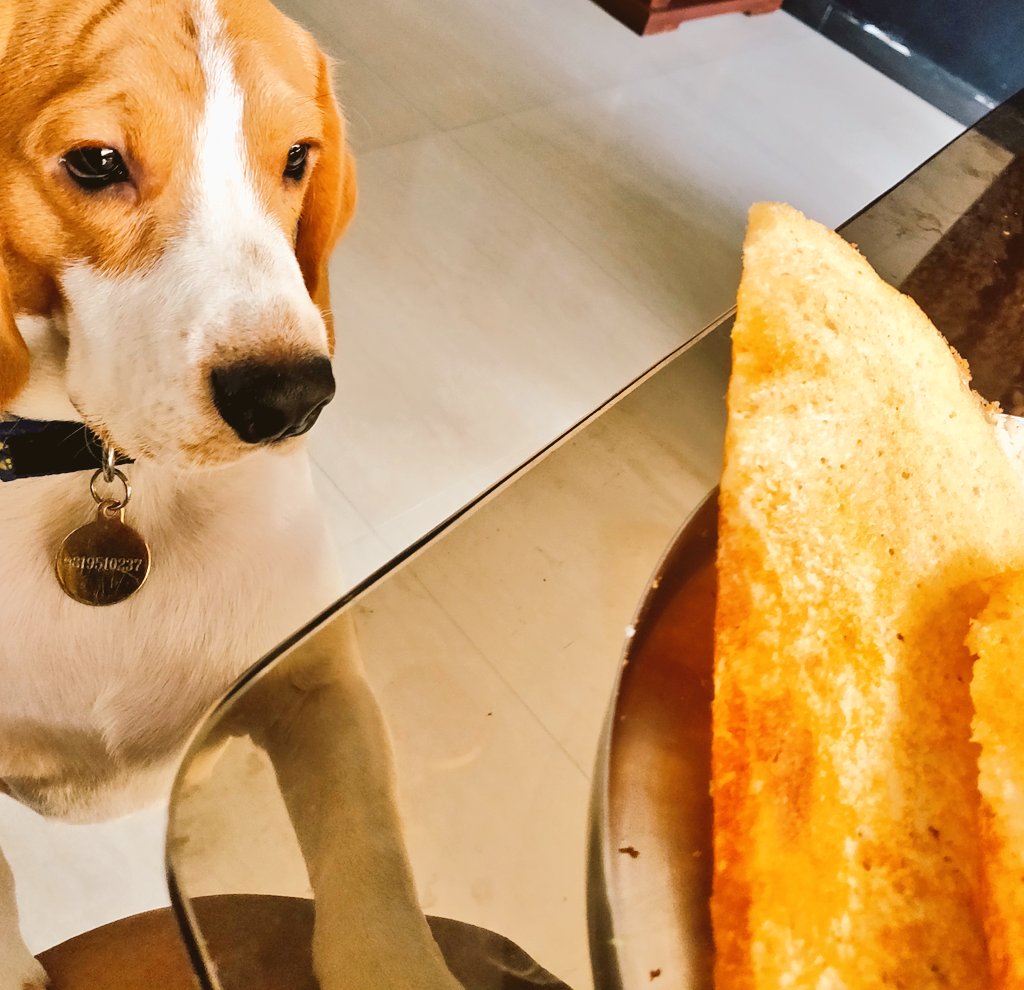 AyeDhanno's tweet photo. Hey Milo.
Sorry Milo π€£
#MiloTales
#MeraMilo
#MyJaana
#beagle
#dogsoftwitter https://t.co/koDxgTWPBD