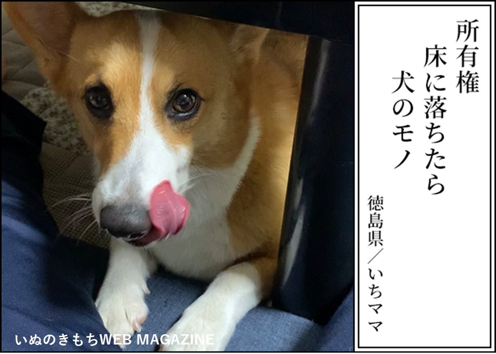 【犬あるある川柳入賞作品】
★最優秀賞
「所有権 床に落ちたら 犬のモノ」
犬飼い主さん、犬好きさんなら思わず納得!?
笑った後にじんわり心温まる、犬あるある川柳がおもしろい!
▼投稿者さんの裏話や川柳の解説はこちらから!
https://t.co/UNzsp0hk9r