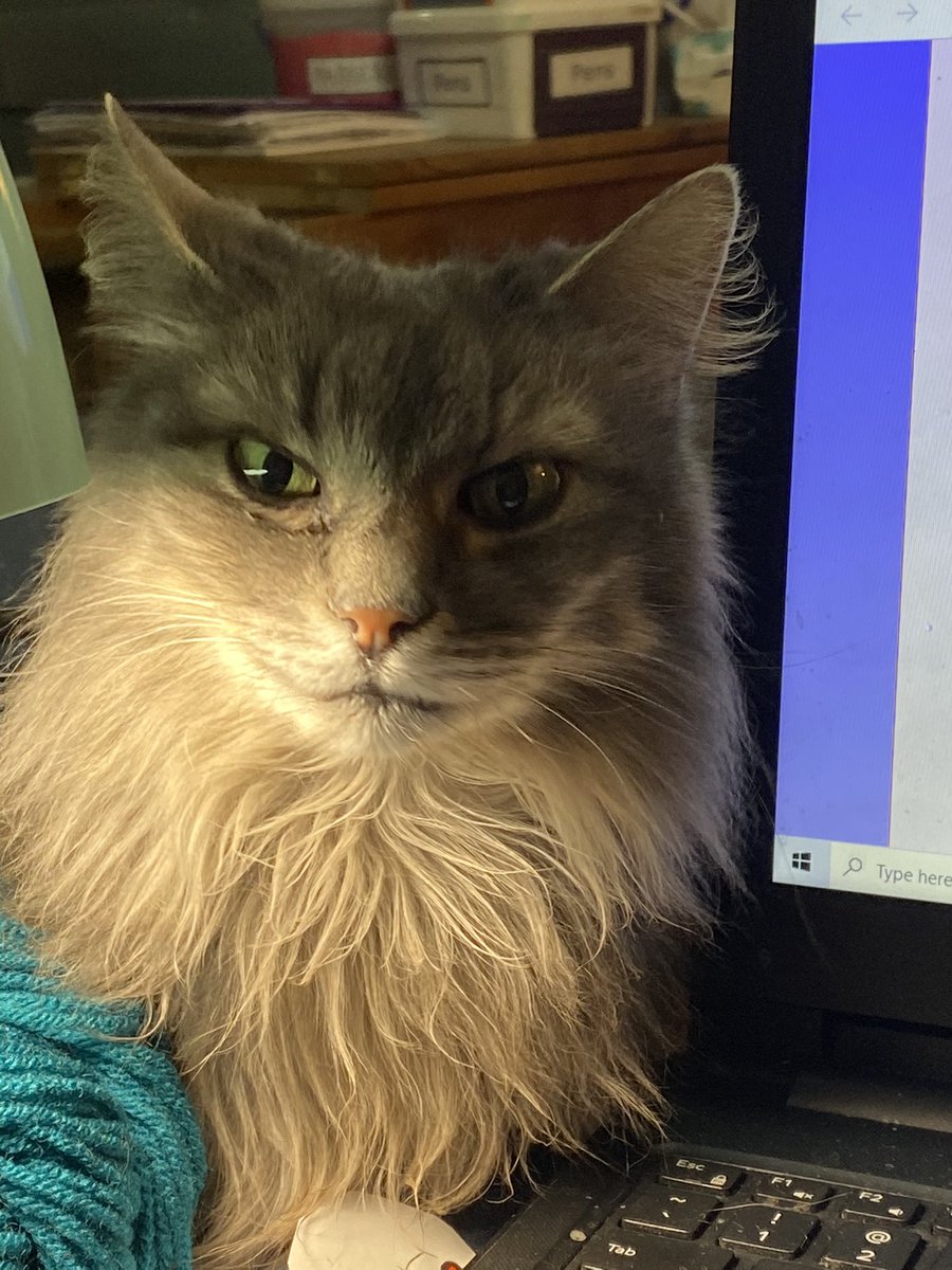 He went where?
#PetsJudgingTed