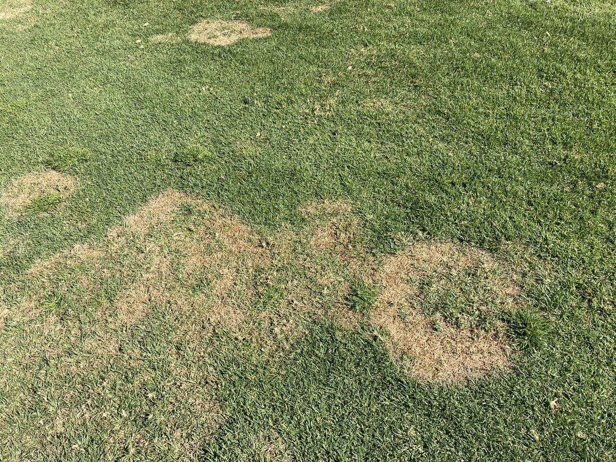 Some real textbook large patch on our unprotected kikuyu roughs