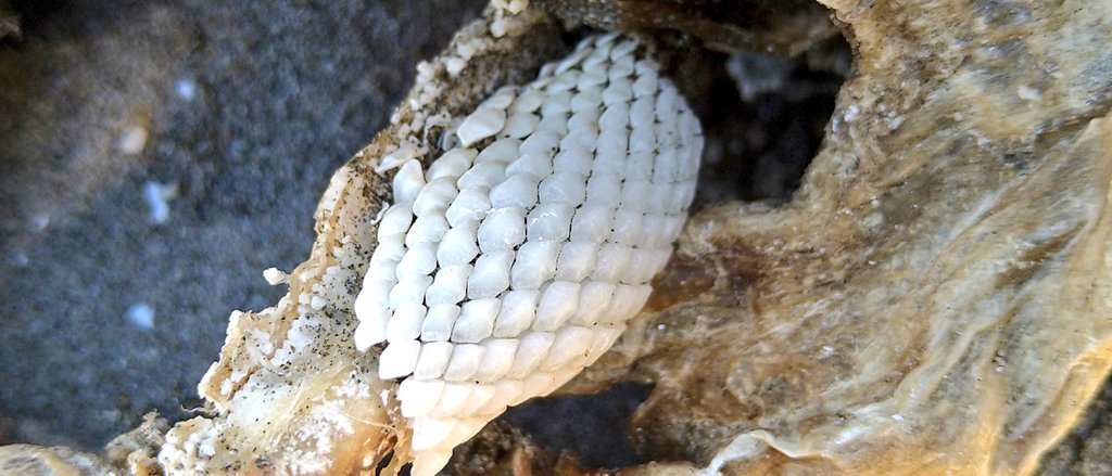 海と うに アカエイ美味しいらしいですよ 食べたことありませんが 尾っぽの毒針に気をつけて処理すれば
