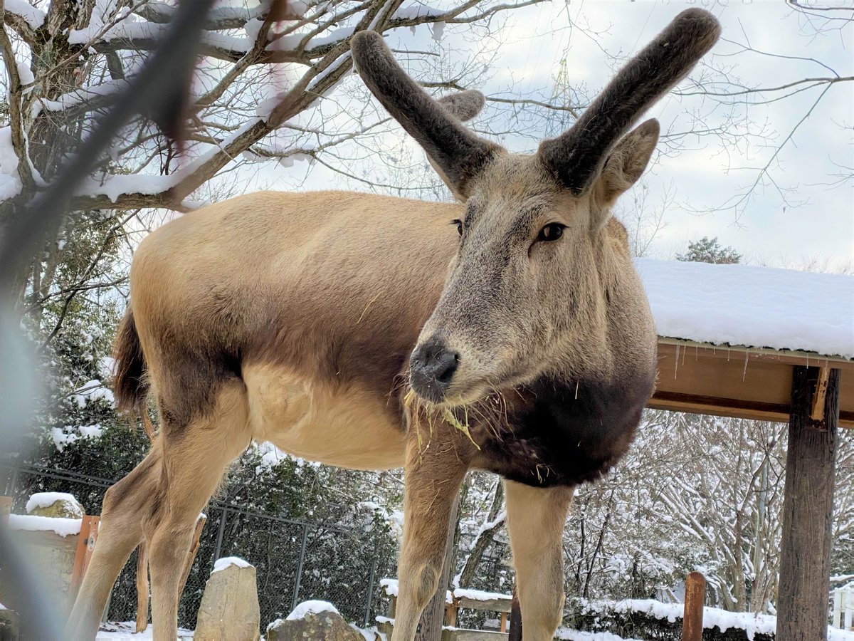 シフゾウ の アスカ 雄 が今日 12歳の誕生日を迎えました 09年2月19日に 熊本市動植物園 で生まれたアスカは14年に当園 21 02 19 安佐北区の動植物園 水族館 広島市安佐動物公園 まいにちを豊かに りっち