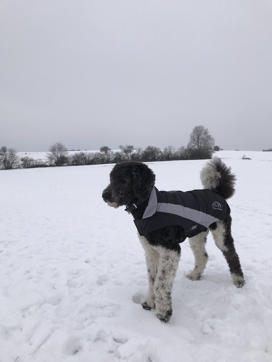_schillers's tweet photo. @LockePudel Menschen sind doch alle gleich ... Aber der Frühling kommt; die Zeit spielt für uns, Pudelbruder https://t.co/1HIgNAR9Ei