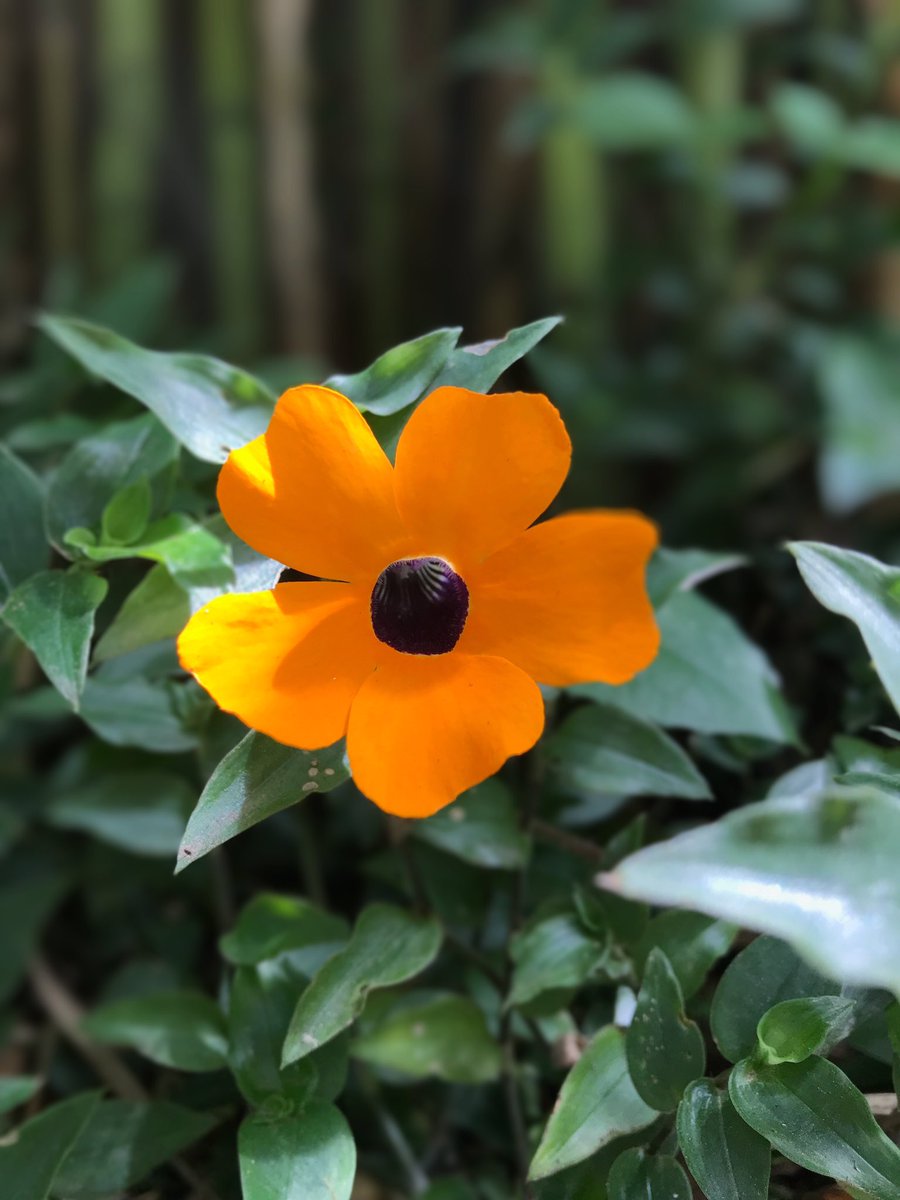 NiikkiGmz's tweet photo. “Hay cosas inolvidables, y para eso no hay cura”.
📸
#fotografia #foto #naturaleza #flor #flores #vida #hobbies #sigueme #fothograpy #fothooftheday #fotho #inspiracion #proyeccion #momentos #moments https://t.co/U1RmDKBIfH
