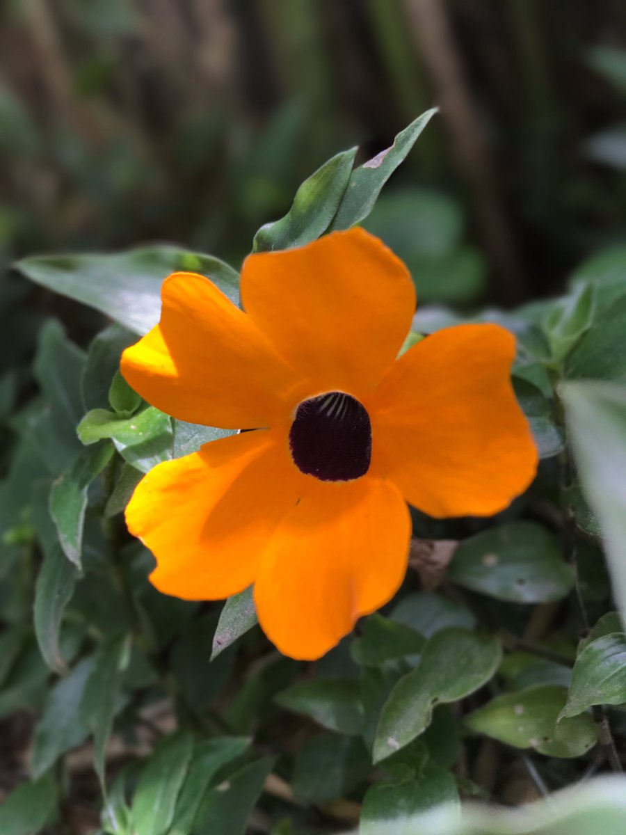 NiikkiGmz's tweet photo. “Hay cosas inolvidables, y para eso no hay cura”.
📸
#fotografia #foto #naturaleza #flor #flores #vida #hobbies #sigueme #fothograpy #fothooftheday #fotho #inspiracion #proyeccion #momentos #moments https://t.co/U1RmDKBIfH