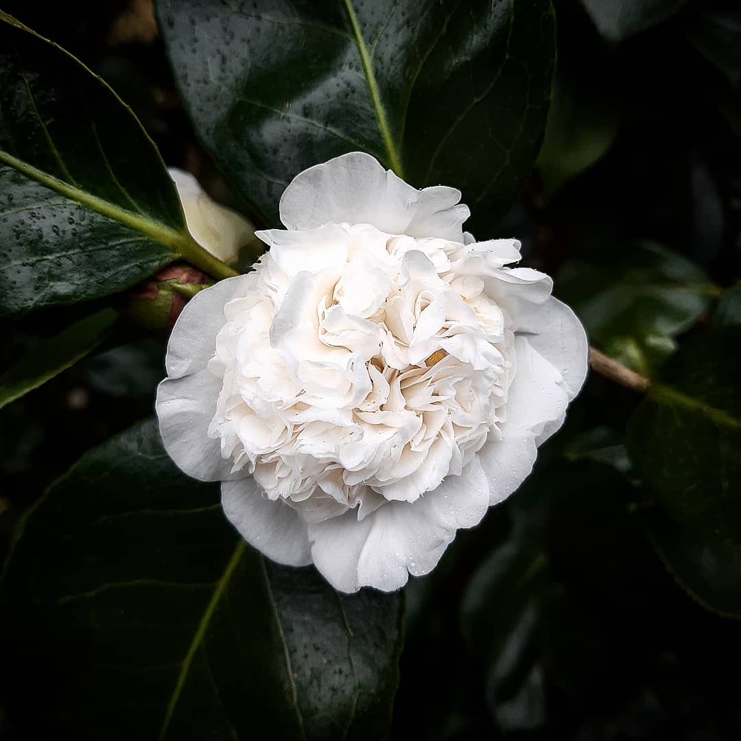 Torrededonborja's tweet photo. Se abren las flores,
su belleza es efímera,
no te distraigas.

(Las camelias de la Torre de Don Borja han florecido ya en este invierno).

#torrededonborja #camelia #flor #flordeinvierno #belleza #efimero https://t.co/2QBJxwQkU1