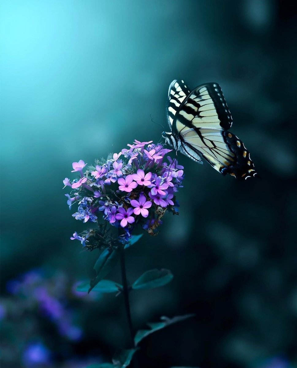 deepsoulnature's tweet photo. A person who loves you more will fight with you daily without any reason..💙💜 https://t.co/KrsJDyOwyO