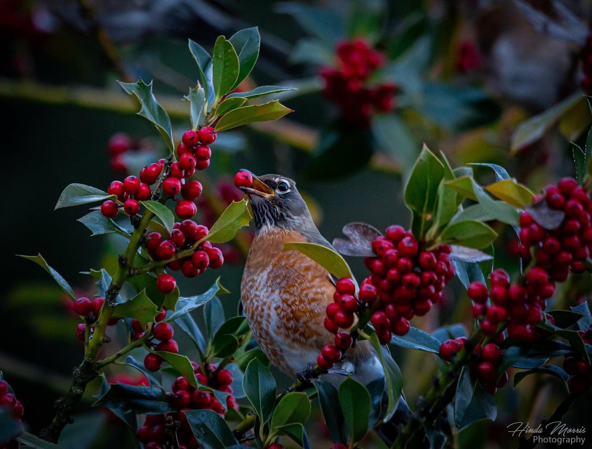 F3dotca's tweet photo. Robin enjoying the holly berries. https://t.co/ZRK7WVeYFw