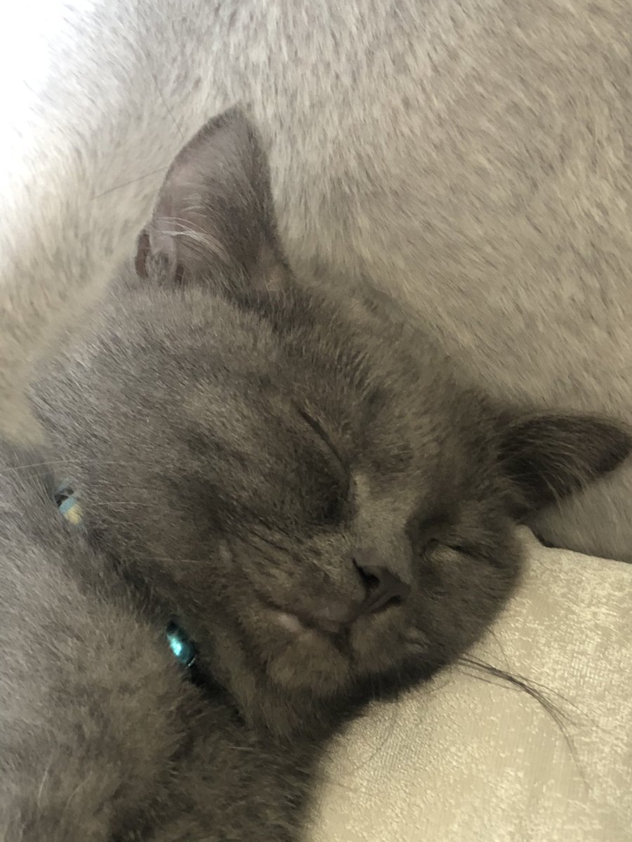 potato01161's tweet photo. ポテト氏の変顔4選

#猫好きさんと繫がりたい 
#猫のいる生活 
#変な猫
#ブリティッシュショートヘア https://t.co/QJjFDSz9PG