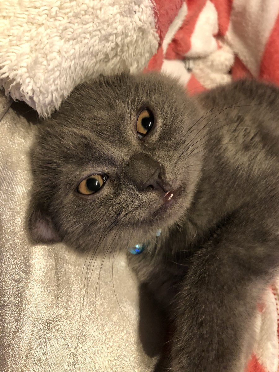 potato01161's tweet photo. ポテト氏の変顔4選

#猫好きさんと繫がりたい 
#猫のいる生活 
#変な猫
#ブリティッシュショートヘア https://t.co/QJjFDSz9PG