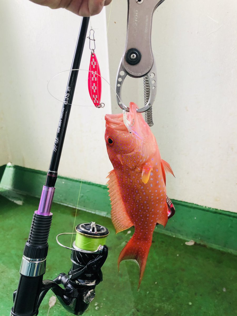 mekatiga's tweet photo. 石垣島沖！水深16メーター！pe0.8号リーダー5号ライトタックルでカンパチ！
#蛙スプーン #渡口製作所 #沖縄釣り https://t.co/JFS1ovNc1J