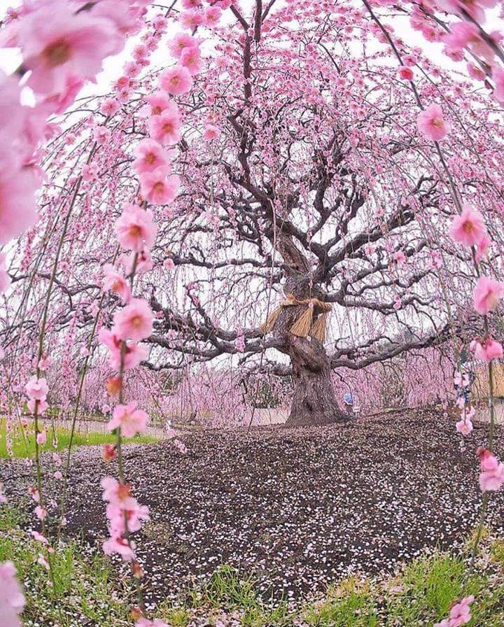 #cemre

Kıştan sonra havalarn ısınmasnı temsil eden “cemre” nin ilki 19-20 Şubat’ta havaya düşecek.

İlk cemreden sonra yani 27 Şubat’ta 2.cemre suya düşecek ve suları ısıtacak.

Son cemre ise 6 Mart’ta toprağa düşecek ve kır çiçekleryle baharı müjdeleyecek.

Hayır ve bereketle🐞