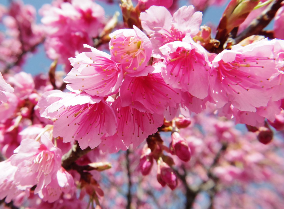 ট ইট র こころんグリーン あじさいの湯 のヒカンザクラです ピンクの花がギュッと集まって開いています 今日は 凄く良い天気で春が満ち満ちています ヒカンザクラ ピンクの花 春 冬の花 冬 園芸品種 樹木 園芸 ガーデニング 熊本 宇土市網