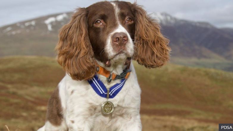 BBC_Cumbria's tweet photo. Max - the Lake District dog who has provided virtual therapy to people around the world during the coronavirus pandemic - is going to be the first pet to be awarded the Order of Merit https://t.co/X6T1fQUZAn https://t.co/5mLFqXbOtj