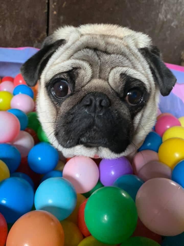 FPugface's tweet image. Apparently, I’m having fun. 

Yay. Fun.