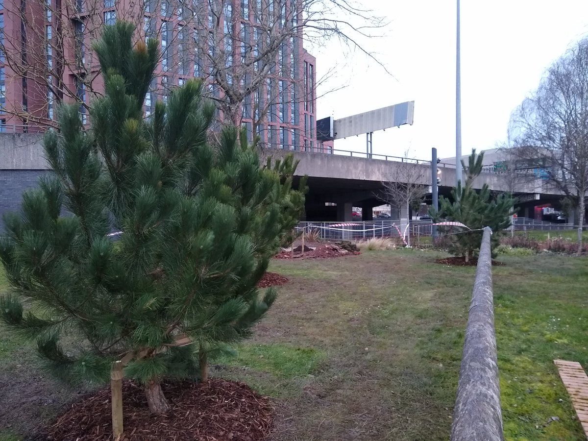 covunigrounds's tweet image. The grounds team are currently busy planting black pines and multi stem birch near the library #trees #biodiversity