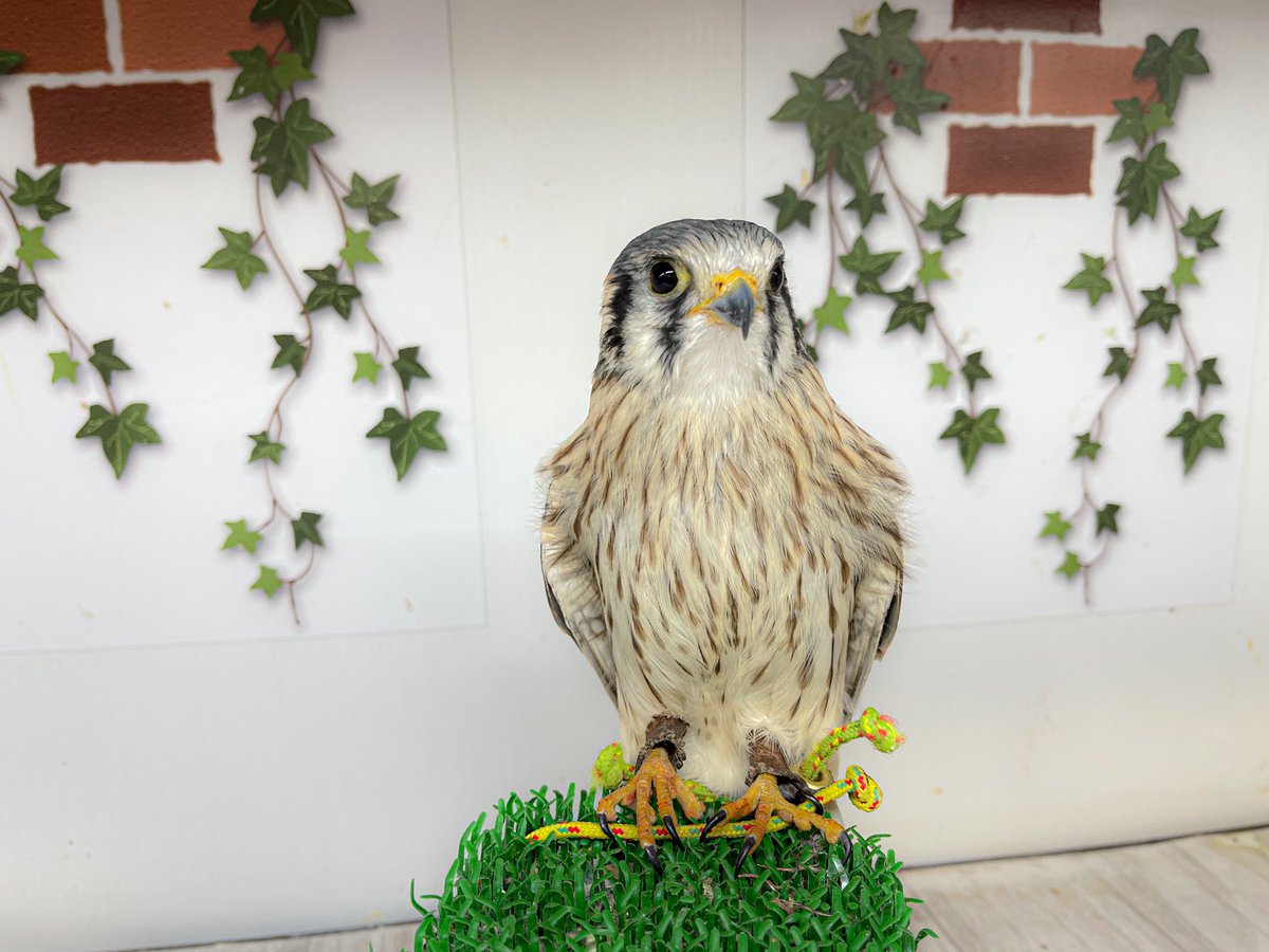 Mickey Gon ペッツワン新座店 小鳥 小動物 アクアリウム 爬虫両生類 猛禽類編その2 小型の他に本格的に飛ばしてみたい 大きいのはちょっと って思う方にはコチラの種類の子がオススメです アメリカチョウゲンボウ ハリスホーク アフリカ Mickey Gon ペッツワン新座店 小鳥 小動物 アクアリウム 爬虫両生類 猛禽類編その2 小型の他に本格的に飛ばしてみたい 大きいのはちょっと って思う方にはコチラの種類の子がオススメです アメリカチョウゲンボウ ハリスホーク アフリカ