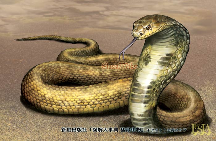 お仕事で描かせていただいたヘビさん 七海ルシア ドラゴンイラスト集２巻制作中 Booth休止中です のイラスト