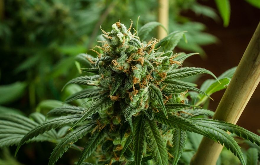 StrainInsider's tweet photo. Understanding Photoperiod Cannabis

https://t.co/NOfCo7H2DQ

#cannabisscience https://t.co/gcrwQnupm7