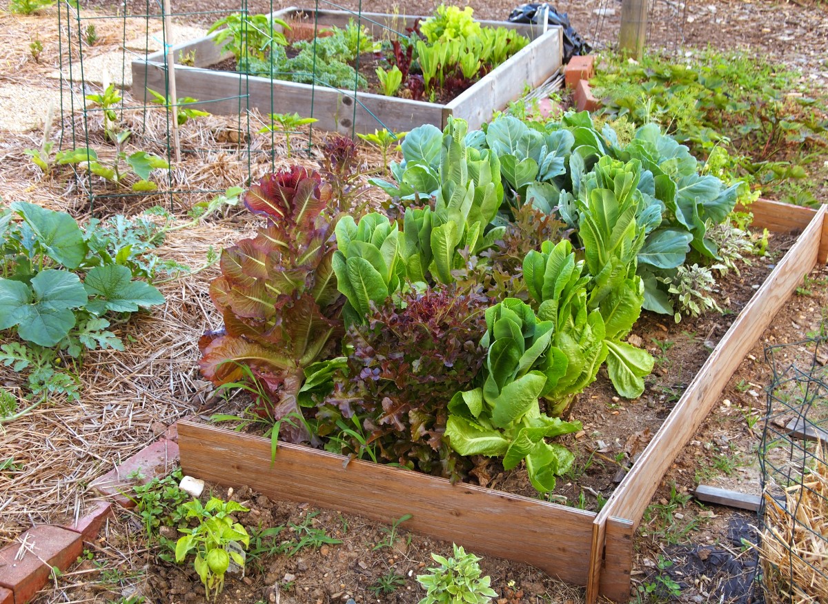 Are you an #allotment holder or avid veg plot #growyourown-er? Tell us what we’re missing in our veg range that you’d love to see reintroduced or think we’re missing a trick on by not stocking. Reply or show us what you think needs to take pride of place in the edible garden! 🌱