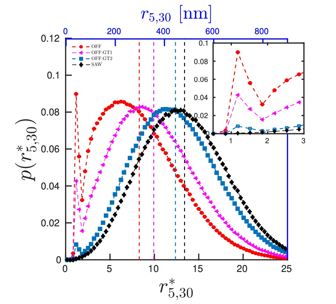 We find: the average distances between segments cannot describe the complete picture of the domain. The distances have a wide distribution. Once the protein-mediated bond is broken, the polymer entropy can drive the segments far away. We have quantified this. 3/6