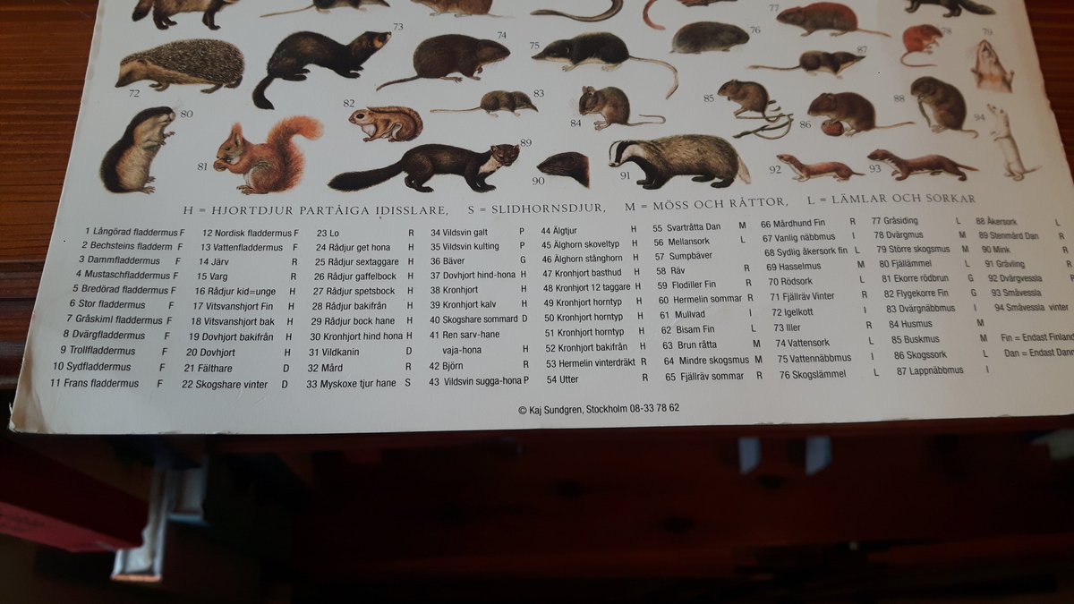 Jack Ashby Some Mammal Names Sound The Same In Swedish And English Even Though They Are Written Differently Roe Deer Radjur A Ohr Beaver Baver A Eh This