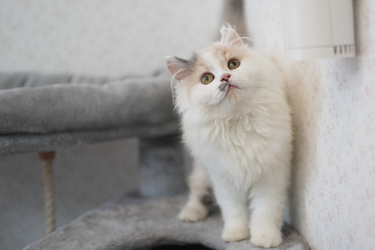 Ikuyo Wakayama マンチカンず オーナー様募集中 猫 猫好きな人と繋がりたい マンチカン マンチカン短足 猫ハウスマイケルランド 猫ブリーダー 子猫 可愛い ねこ Nekoclub Sony Sonyalpha オーナー様募集中 T Co Molgyi1tqq Ikuyo Wakayama マンチカンず オーナー様募集中 猫 猫好きな人と繋がりたい マンチカン マンチカン短足 猫ハウスマイケルランド 猫ブリーダー 子猫 可愛い ねこ Nekoclub Sony Sonyalpha オーナー様募集中 T Co Molgyi1tqq