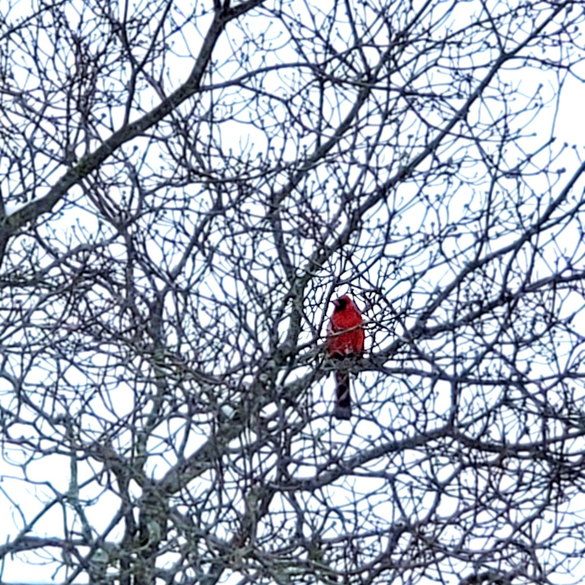MagicallyMJ's tweet image. "Cardinals have long been symbolic of beauty in the midst of darkness, hope in the midst of sorrow, and renewal in the midst of winter."
❤❤❤
.
..
#magicallymj #photosbymagicallymj #cardinals #wintercardinal