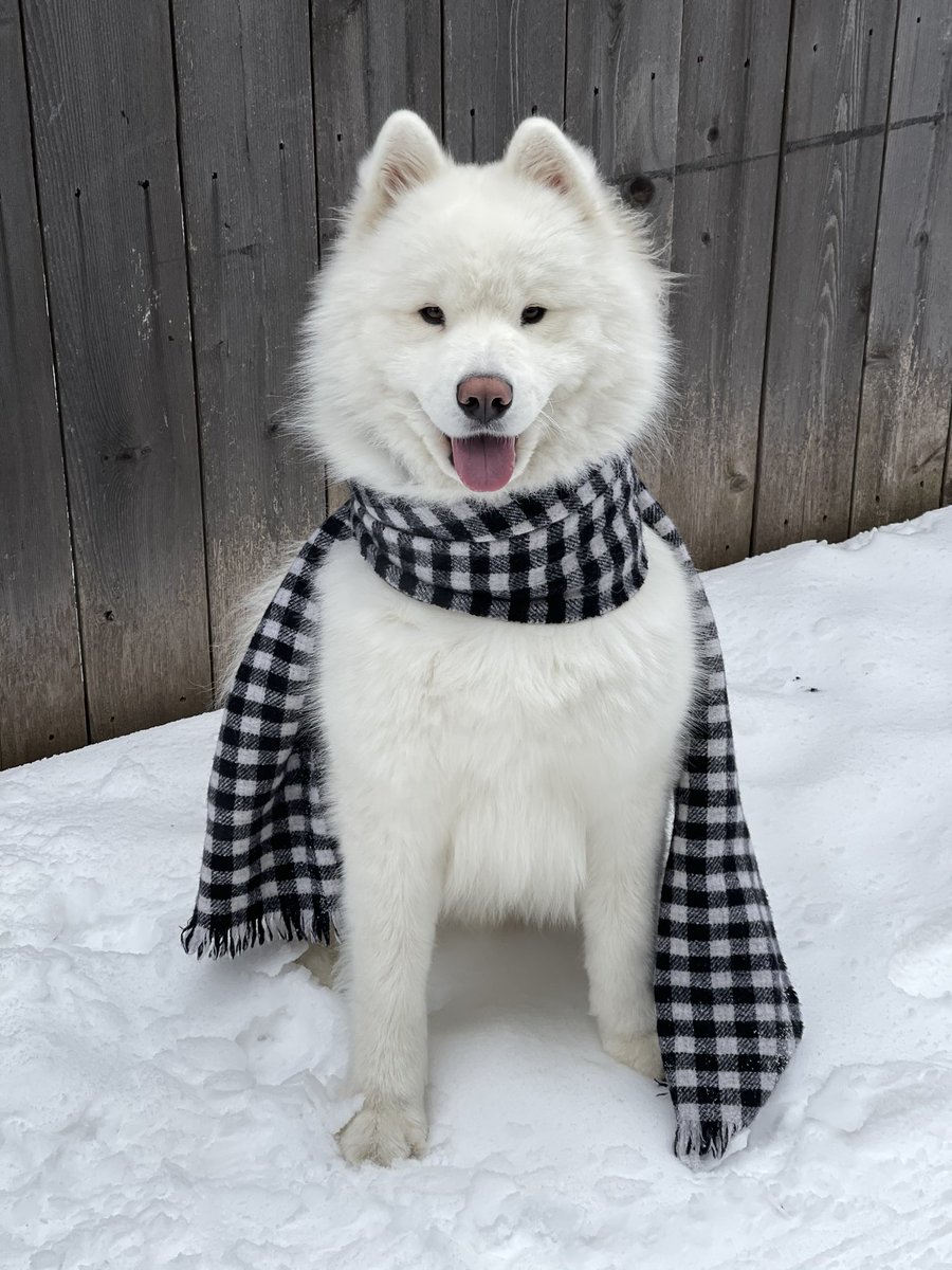 LeonVanSam's tweet image. “He’s THICC,” they said,
With no real proof,
Their thoughts were simply put,
Aloof.
For if they’d tried to know,
In truth,
They’d find a heaping mound of...
FLOOF.