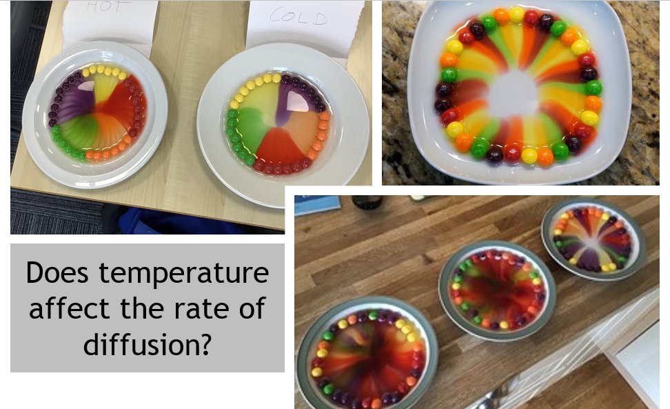 Sci_BHS's tweet image. Some of our students have been investigating how temperature affects the rate of diffusion. Here are some pictures of their work using skittles🍬