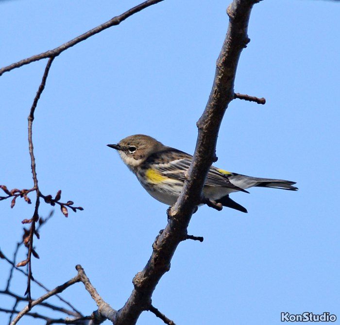 ImagineOurFL's tweet photo. Learn more about yellow-rumped warblers. #warblers #warbler #yellowrumpedwarbler #birds #FLbirds #FloridaBirds #birding
https://t.co/0rM9EX4iqF https://t.co/Mn2ccNn7w8